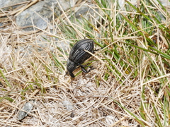 Lyperobius cupiendus