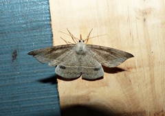Oxydia