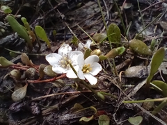 Samolus repens repens