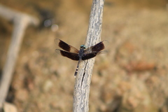 Erythrodiplax attenuata