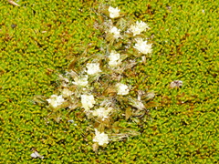 Anisotome imbricata imbricata