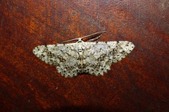 Glena unipennaria