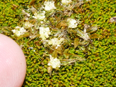 Anisotome imbricata imbricata