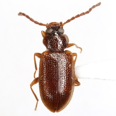 Anaedus pallidus