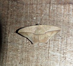 Prochoerodes flexilinea