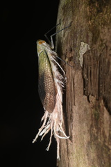 Pterodictya reticularis