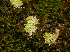 Anisotome imbricata imbricata