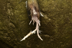 Pterodictya reticularis