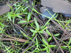 Linaria viscosa