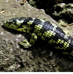 Abronia taeniata