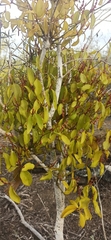 Phoradendron berteroanum