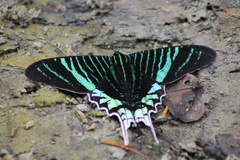 Urania leilus