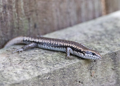 Concinnia tenuis