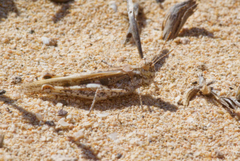 Acrotylus