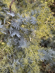 Acacia baileyana