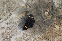 Melanis electron