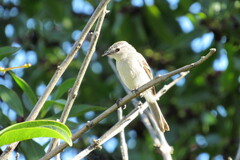 Pachyramphus polychopterus