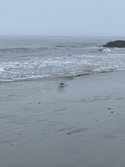 Larus argentatus smithsonianus