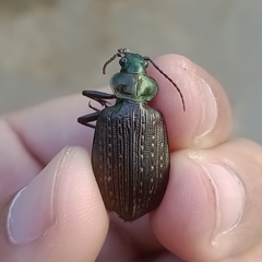 Calosoma alternans