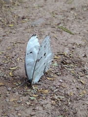 Morpho polyphemus polyphemus