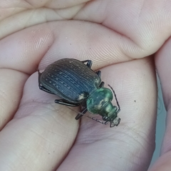 Calosoma alternans