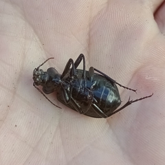 Calosoma alternans