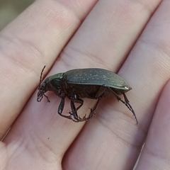 Calosoma alternans