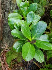 Ilex anomala