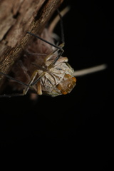 Pterodictya reticularis