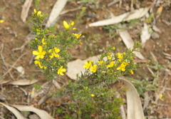 Hibbertia crinita