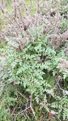 Phacelia