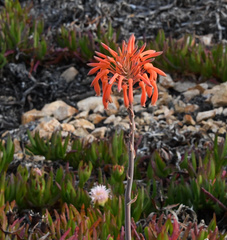 Aloe maculata