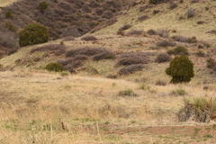 Juniperus scopulorum