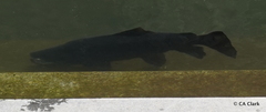 Salmo trutta