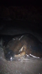 Myliobatis chilensis