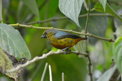 Euphonia gouldi