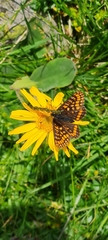 Euphydryas intermedia