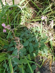 Desmodium intortum