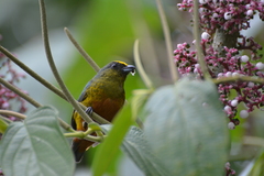 Euphonia gouldi