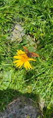 Euphydryas intermedia