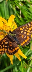 Euphydryas intermedia