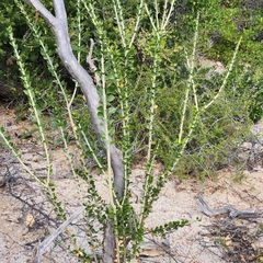 Adelia brandegeei