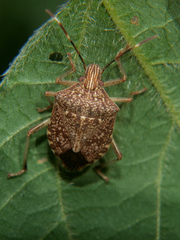 Halyomorpha