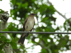 Turdus ignobilis debilis