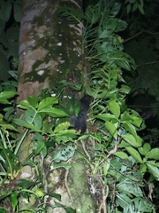 Didelphis virginiana