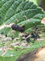 Octotoma scabripennis