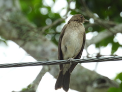 Turdus ignobilis debilis