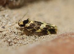 Barea euprepes