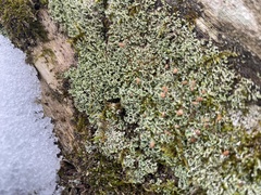 Cladonia peziziformis