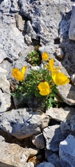 Papaver alpinum